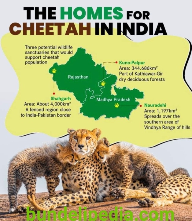 भारत में चीतों का पुनर्वास कुनो पालपुर नेशनल पार्क श्योपुर